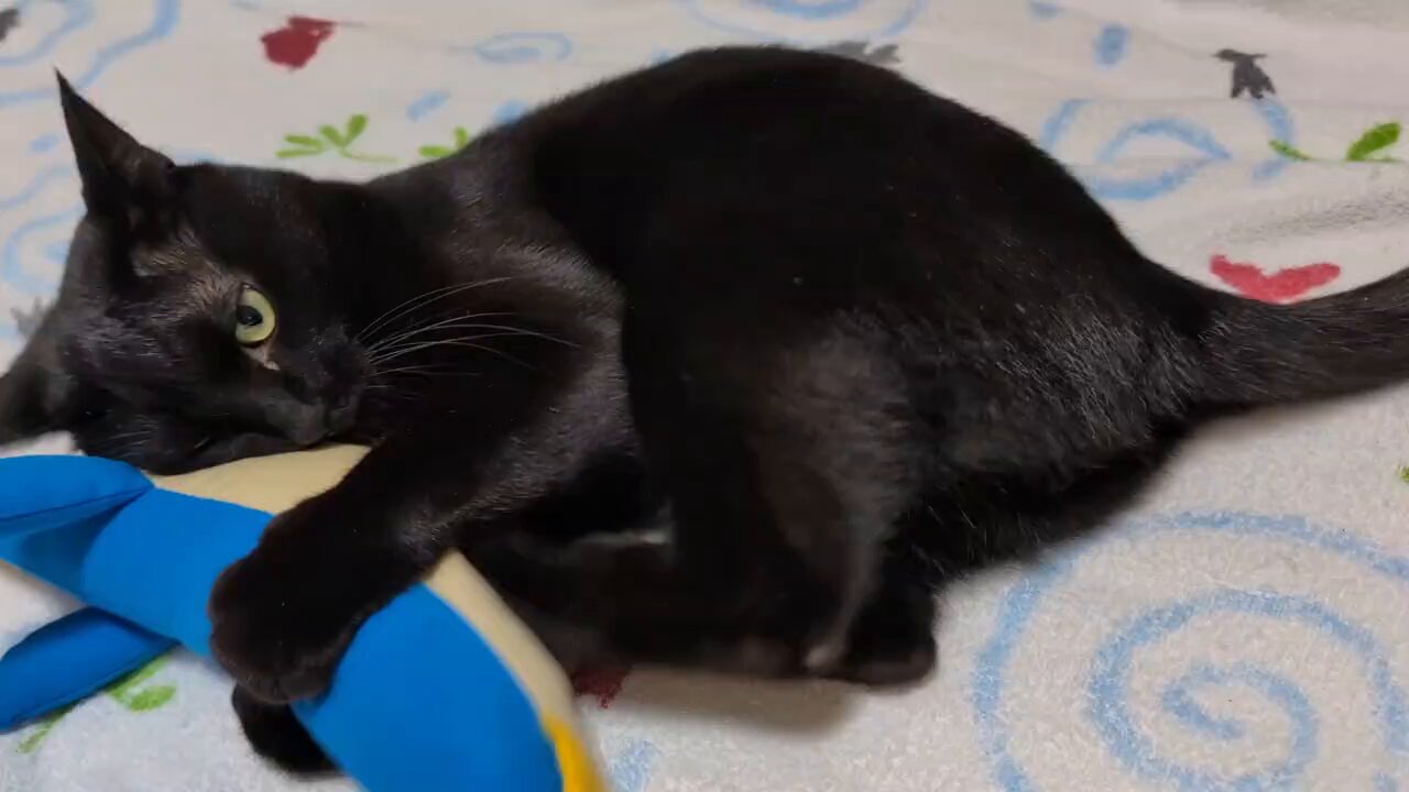 病み猫♡つぎはぎ猫♡黒 pet_img_4_0628a2373c75.jpg