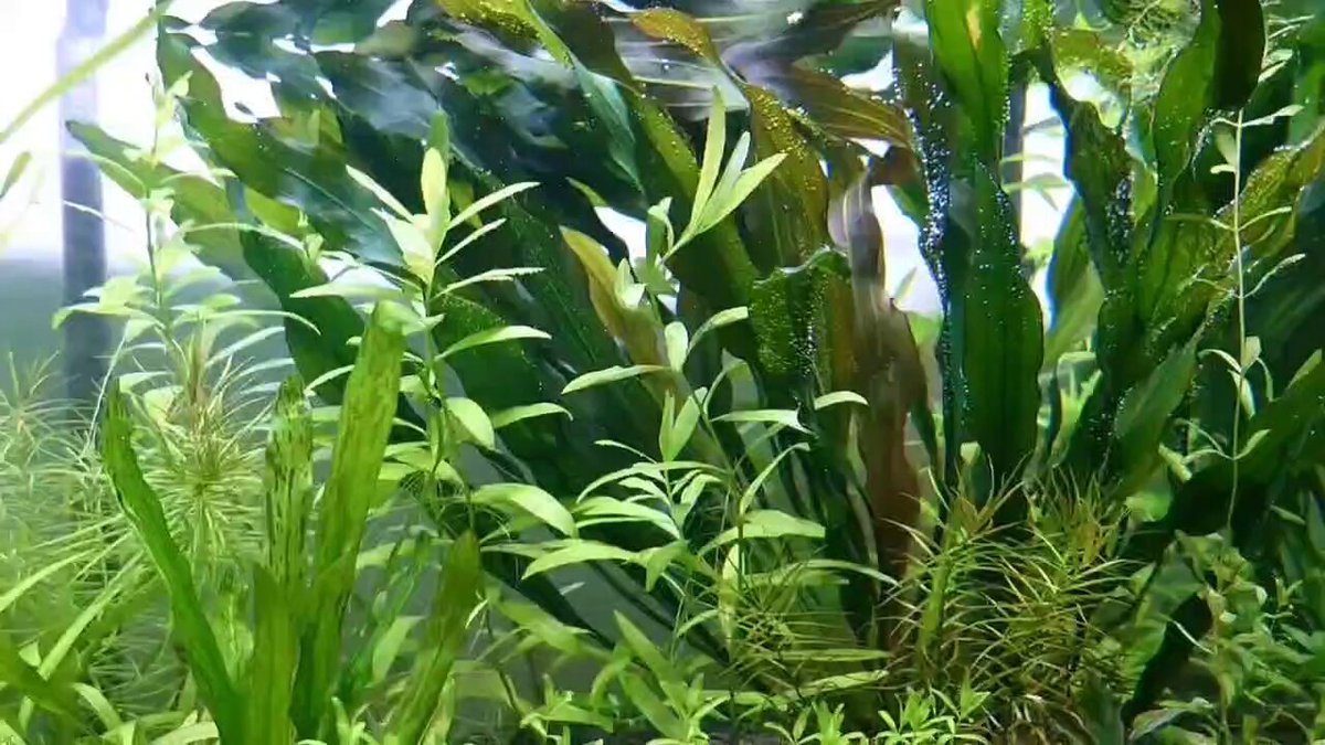 Silent aquarium (@silent_aquarium) / X