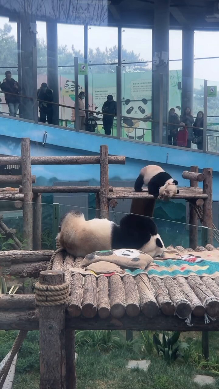 パンダLOVE パンダLOVE Panda Love - Reviews, Photos & Phone Number