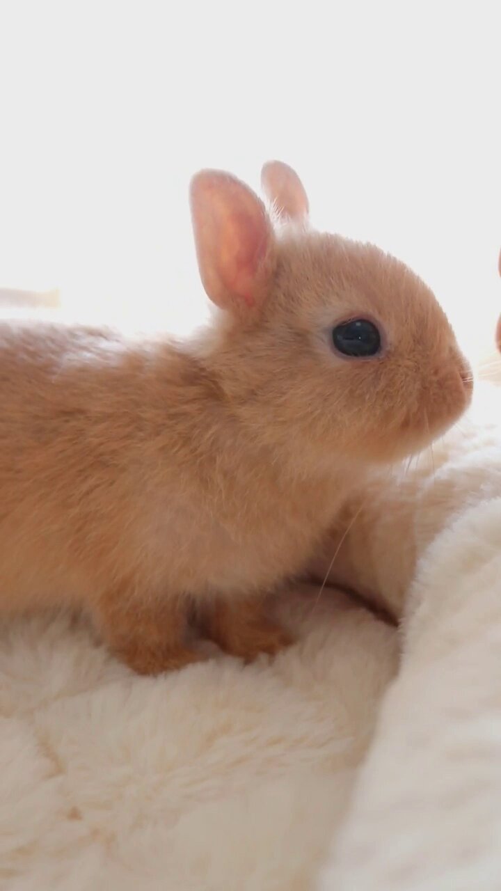 うさぎ - Search / X