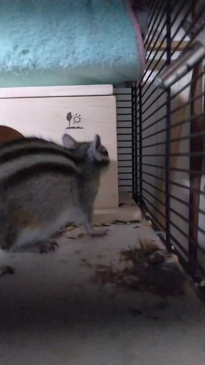 しましま (@simaratovarius) / X