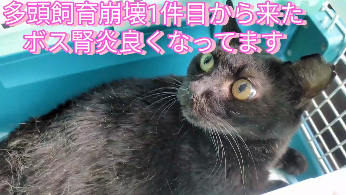 北名古屋さくら猫 on X: 