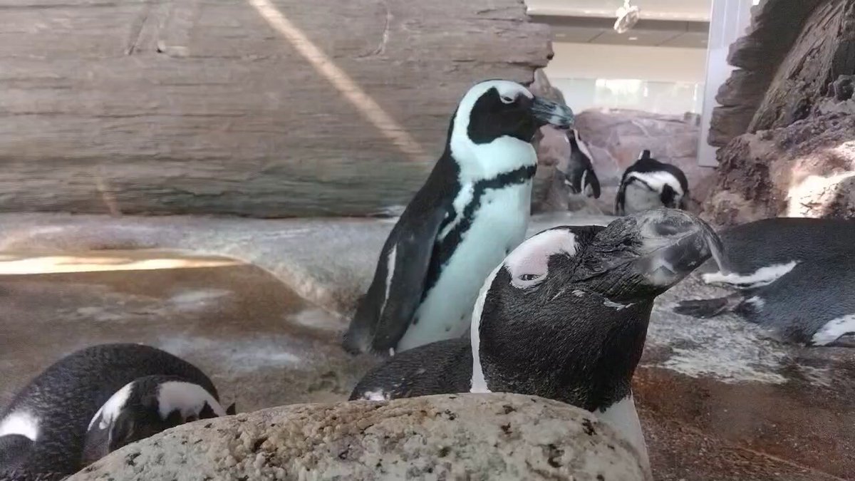 ペンギン出品② Amazon | ノーブランド品さかざきちはるぴーちゃんと私