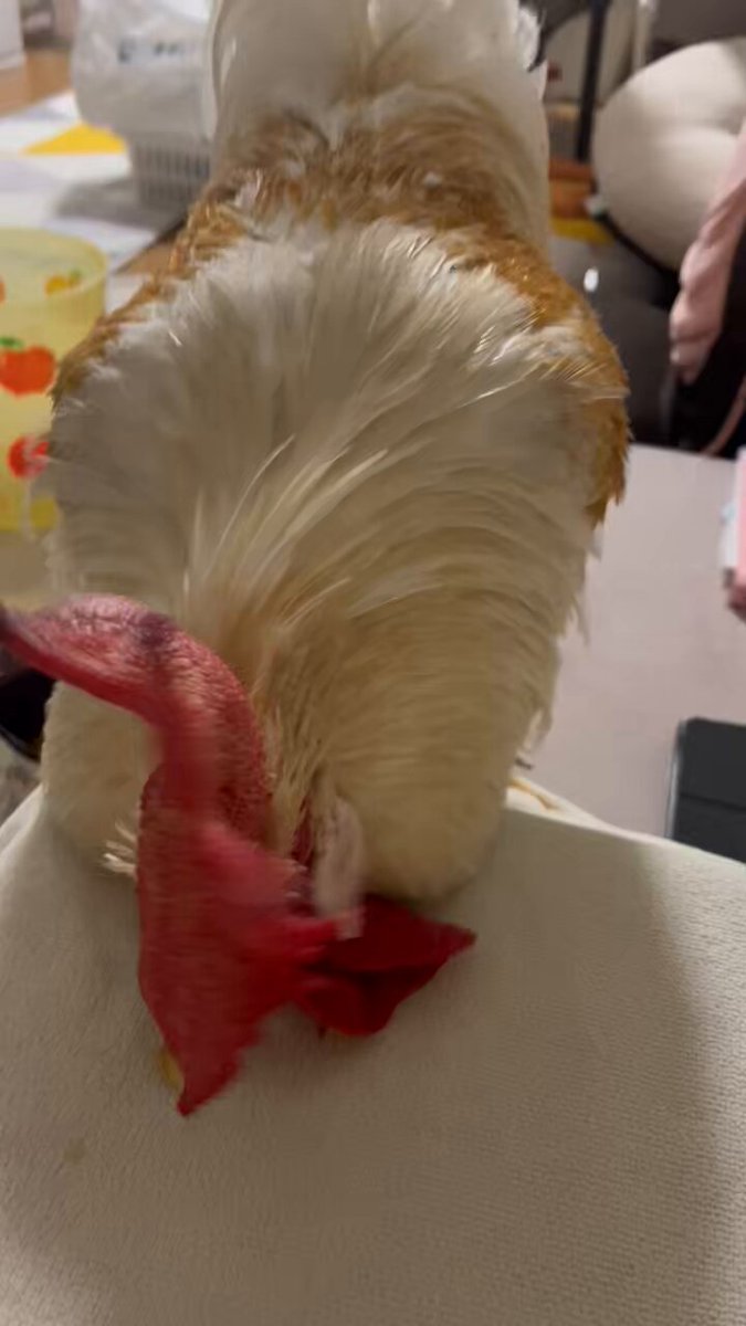 みほ🐓シルキー3羽&インコ3 (@cockdoodledo) / X