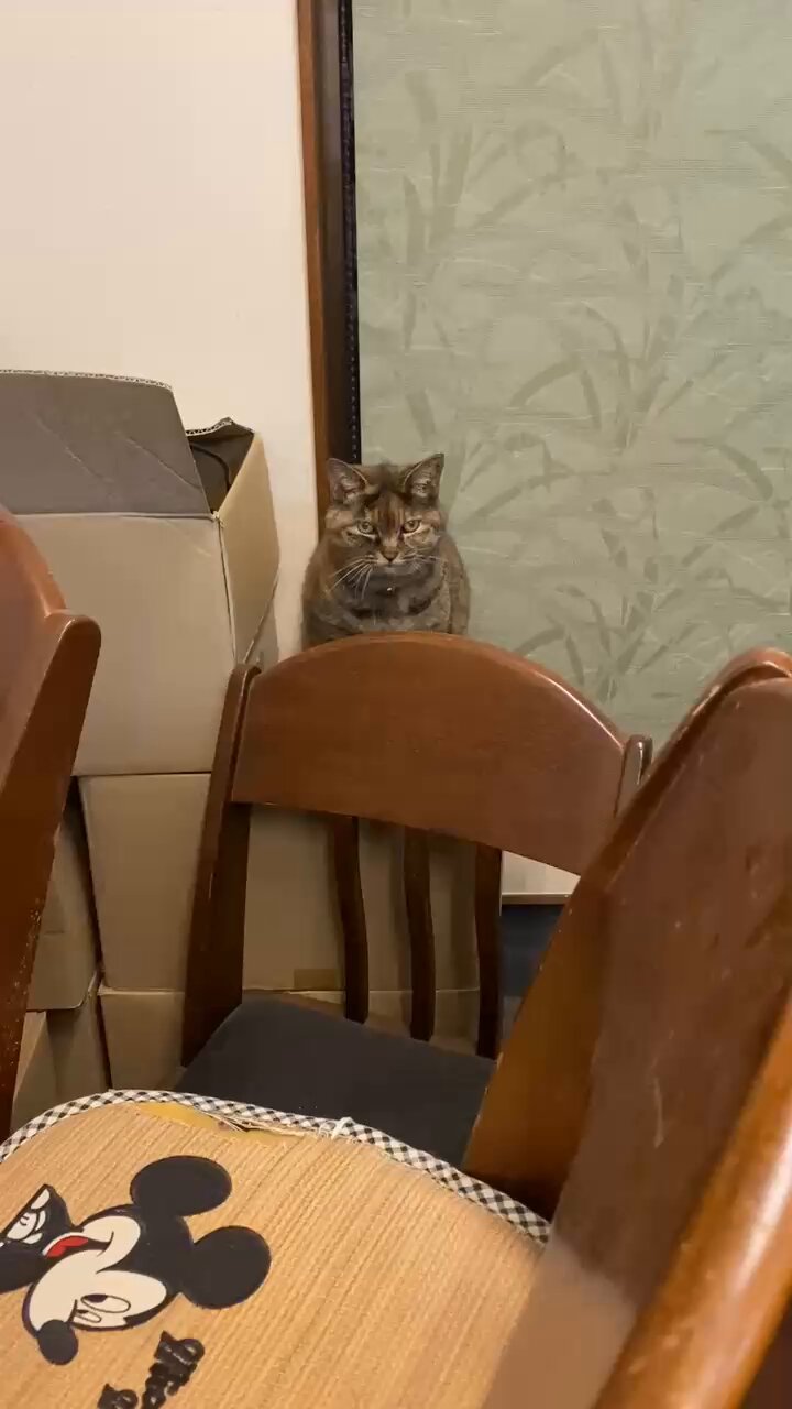 ねこ先輩 on X: 