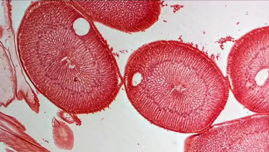 Microscope slides show red-stained cross-sections of biological tissue, revealing circular structures with detailed cellular patterns. A woman with glasses and short blonde hair, identified as Lee Merritt, speaks in a video interview, wearing a black turtleneck against a dark background with a military figure image. Another frame features Maria Zeee, a woman with long dark hair, also in a black outfit, in a split-screen interview setup. Text overlays include "Dr. Lee Merritt," "PARASITEMOVIE.COM," and "TheMedicalRebel.com MEDIA.com," with an Instagram watermark visible. Additional footage shows a person in a yellow hazmat suit in a dimly lit room with scientific equipment.