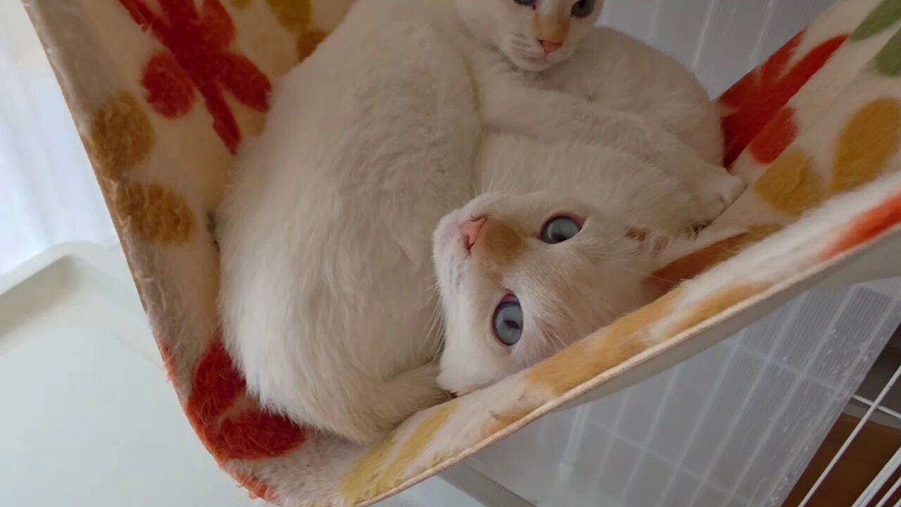 アル中猫 🐱キャットフード新発売のお知らせ🐱 ピュアラックスの