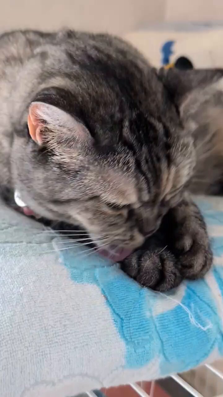 ねこさん⚡(ΦωΦ) on X: 
