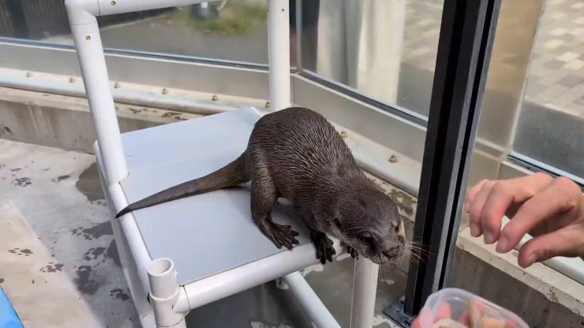 コツメカワウソと仲間たち【よみうりランド公式】 on X