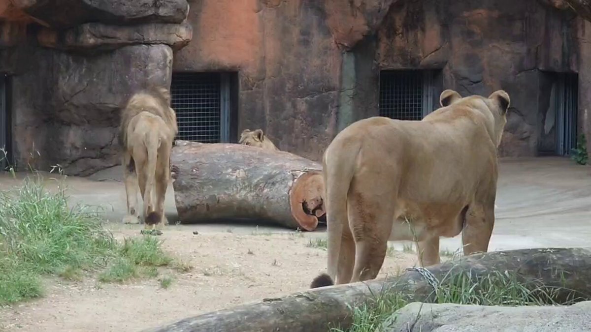 丘の上のらいおん ページ nana24 (@nana247724) / X