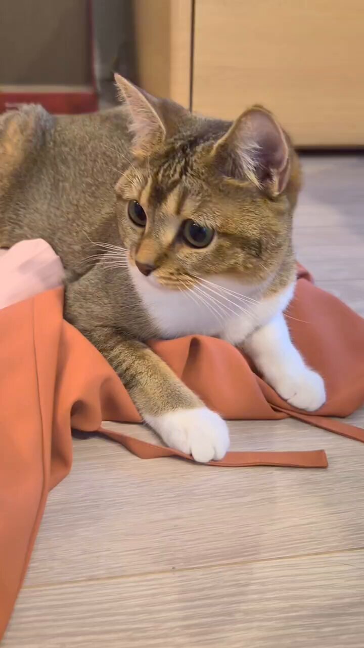 ねこまるさん専用 すち！ #エキゾチックショートヘア #エキゾチックショートヘア