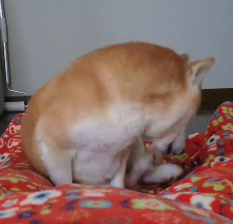 🐾茶々丸一家🐾 on X