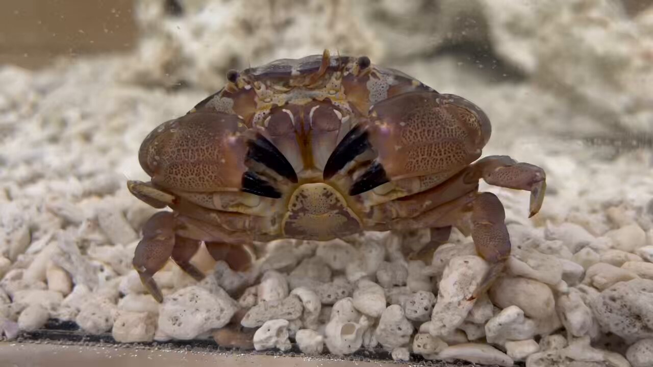 えびとカニ 貝と海老そして蟹Shellfish,Shrimp&Crab