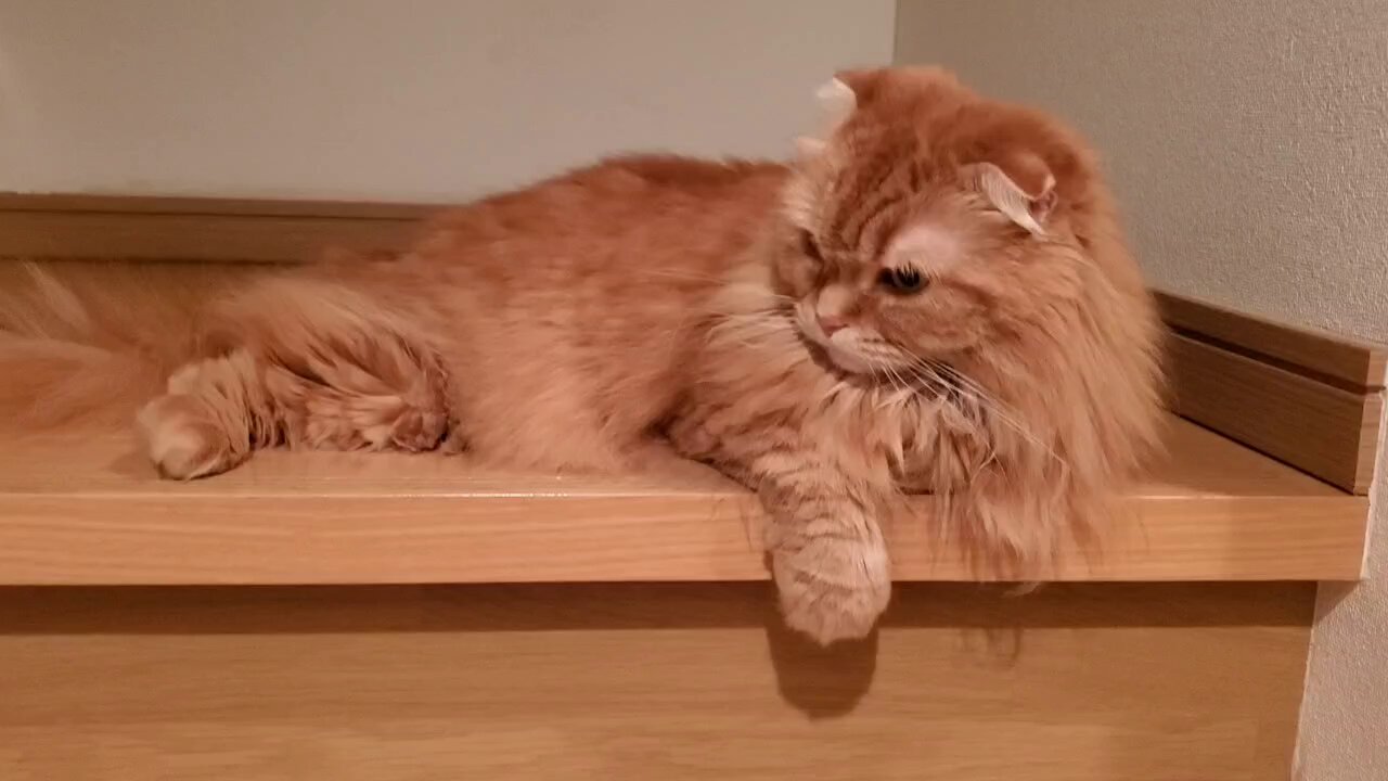 むぎ🐱 on X: 