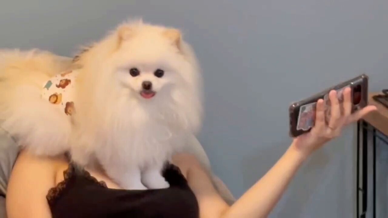 Yourelia　ハンカチ　ポメラニアンちゃん柄etc　21枚 Yourelia ハンカチ ポメラニアンちゃん柄etc 21枚 Yourelia