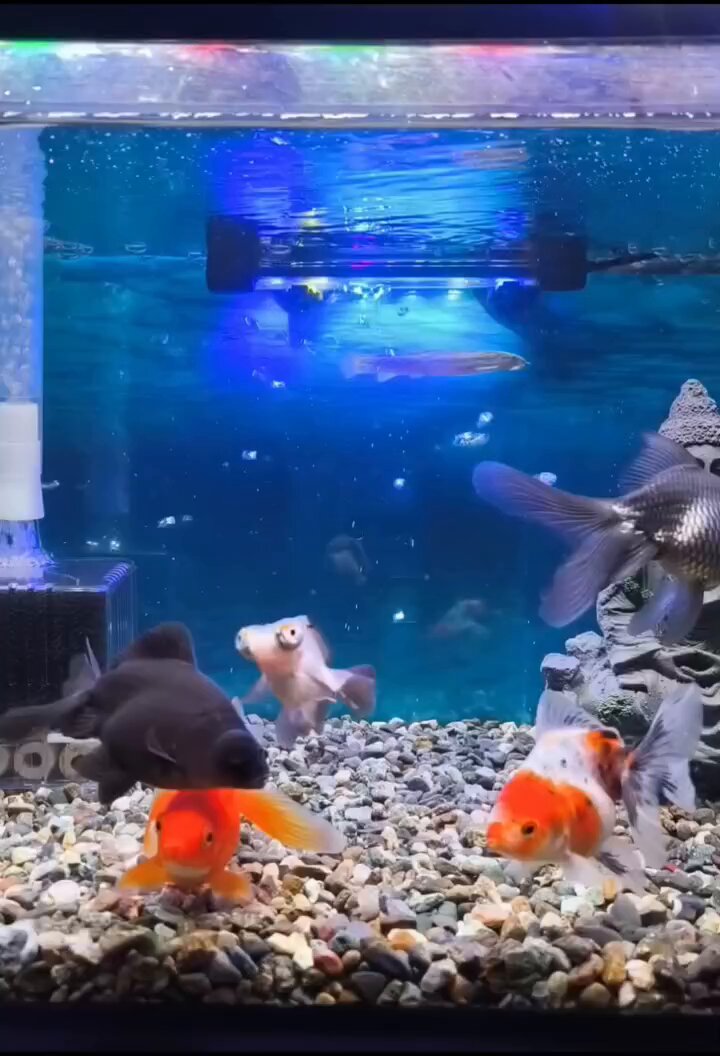 金魚ページ 金魚王子】変わり柄水泡眼 6.5±1cm前後 (個体番号：cde416) 金魚