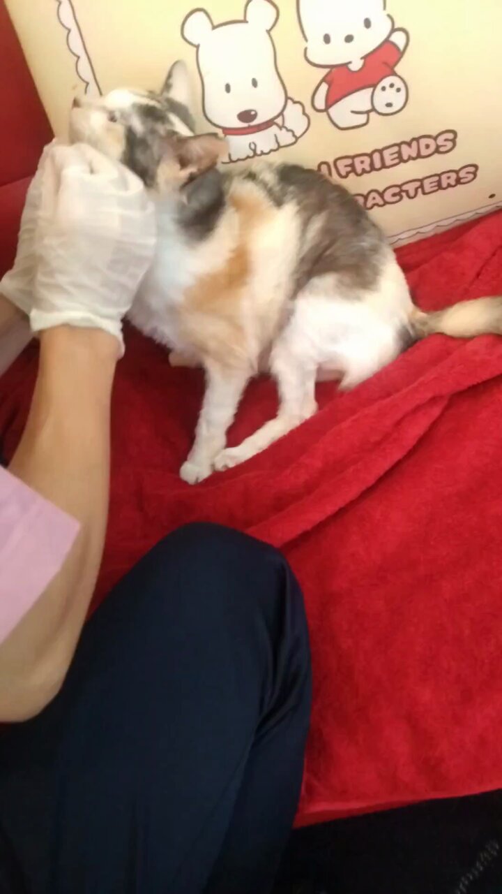 ミケちゃん on X: 