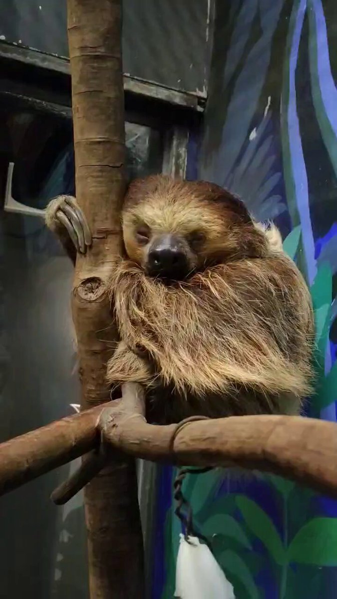 かぴまる かぴ丸🐱🐱 (@kapi_mr69) / X