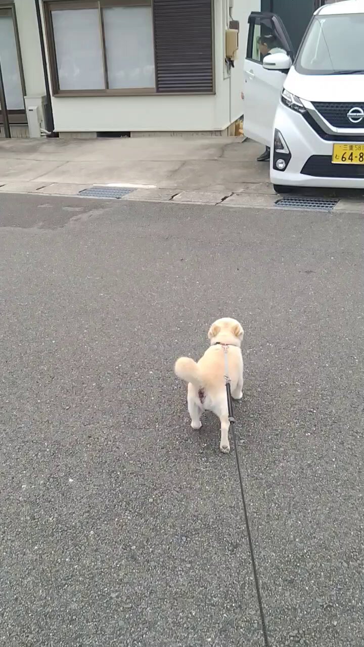犬好き 🐶🐈🐶 可愛かったので猫ちゃんじゃないけど 真似させて頂きまし