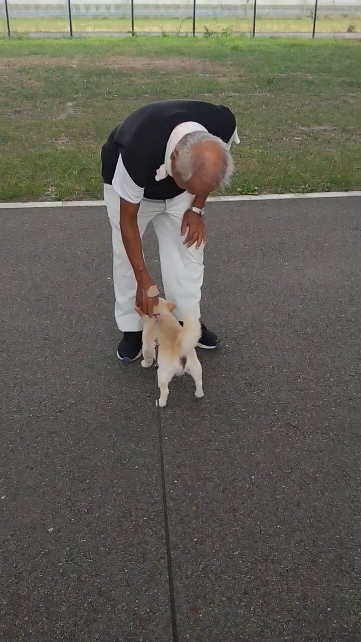 犬好き 犬好き on X: 