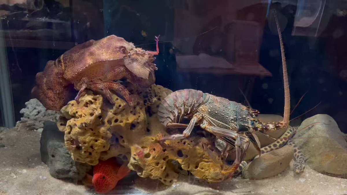 えびとカニ 貝と海老そして蟹Shellfish,Shrimp&Crab