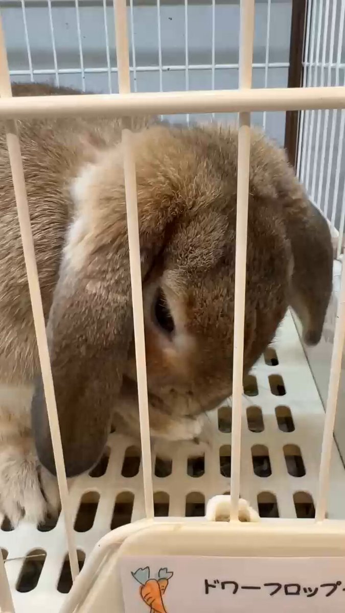 お客様確認ページ　　濃いラベンダー兎ちゃん コウペンちゃん はなまるばけくらべ マスコット（キツネさん