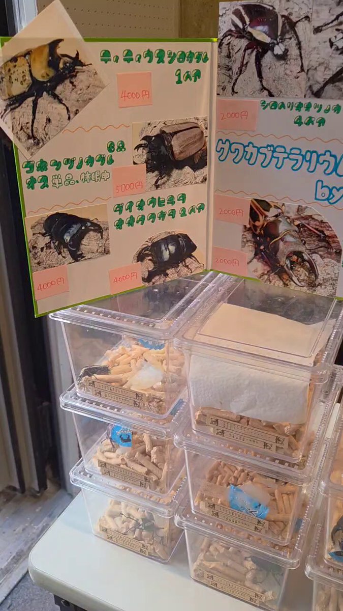 クワカブテラリウムラボ (@S3yZgmppIrAIELn) / Posts / X