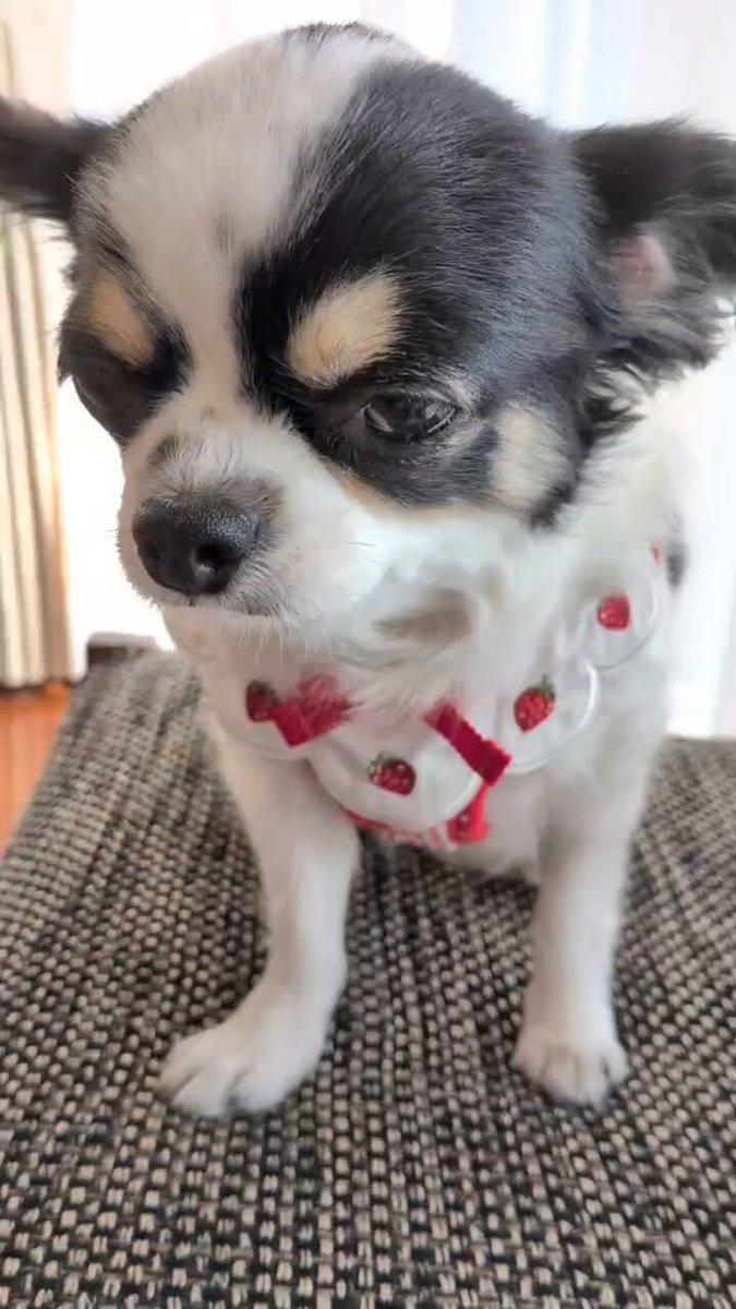 犬用 (@Y6w1erIZKKgi9fE) / Posts / X