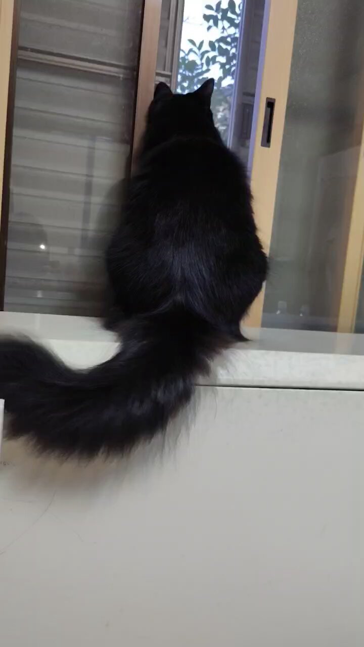 くろねこページです！ 黒猫@タカシ on X: 