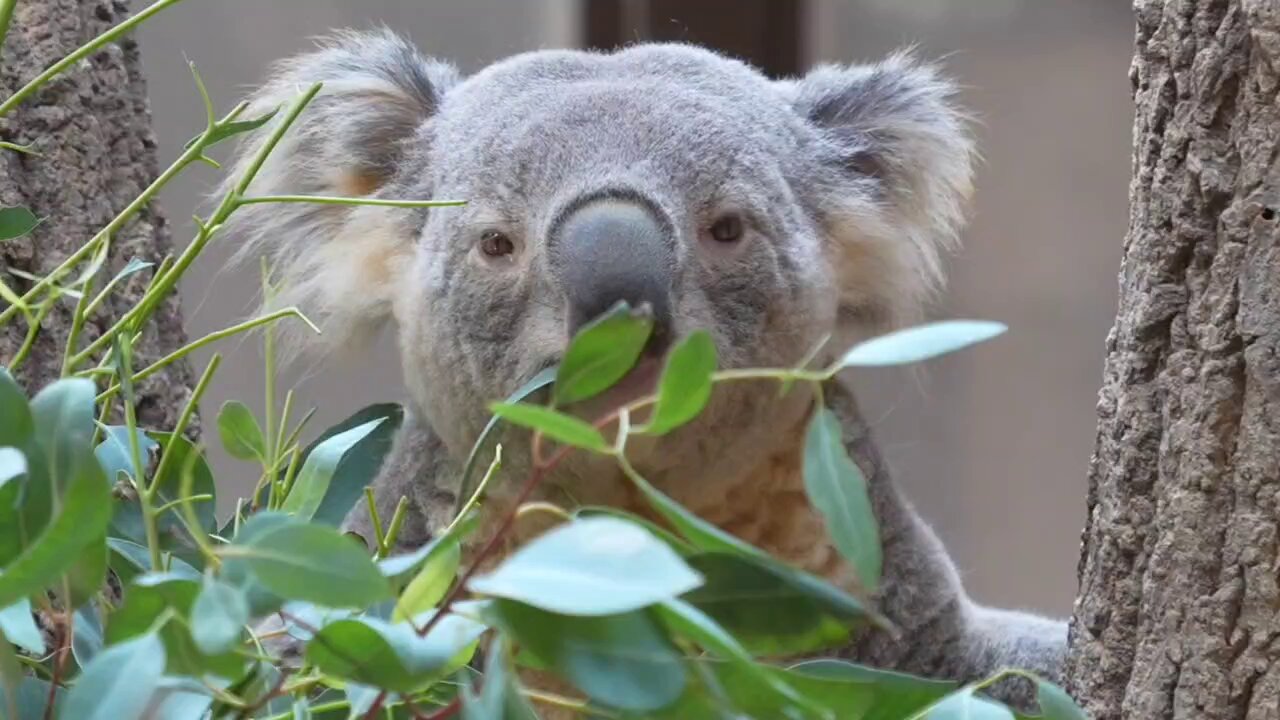 コアラ すごい雑な編集でお部屋に戻るライト💡🐨🤣すまん。 20250927