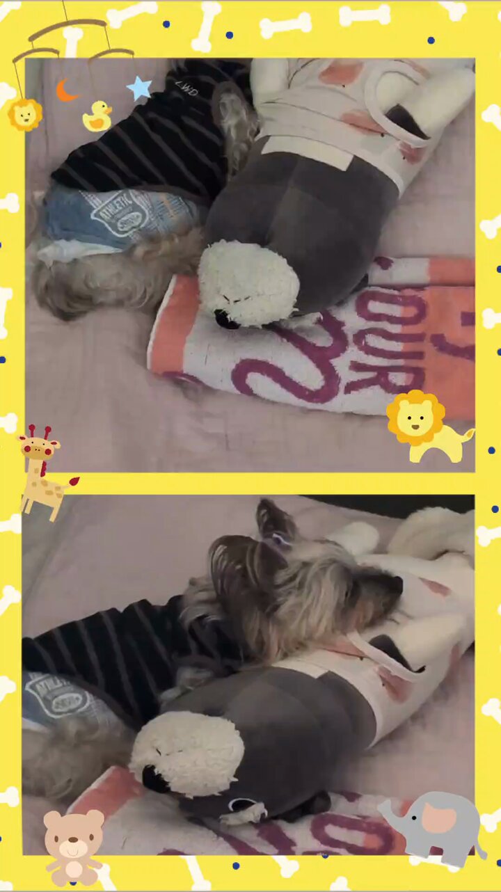 大福さま専用ページ 大福👾 (@daihu9san) / X