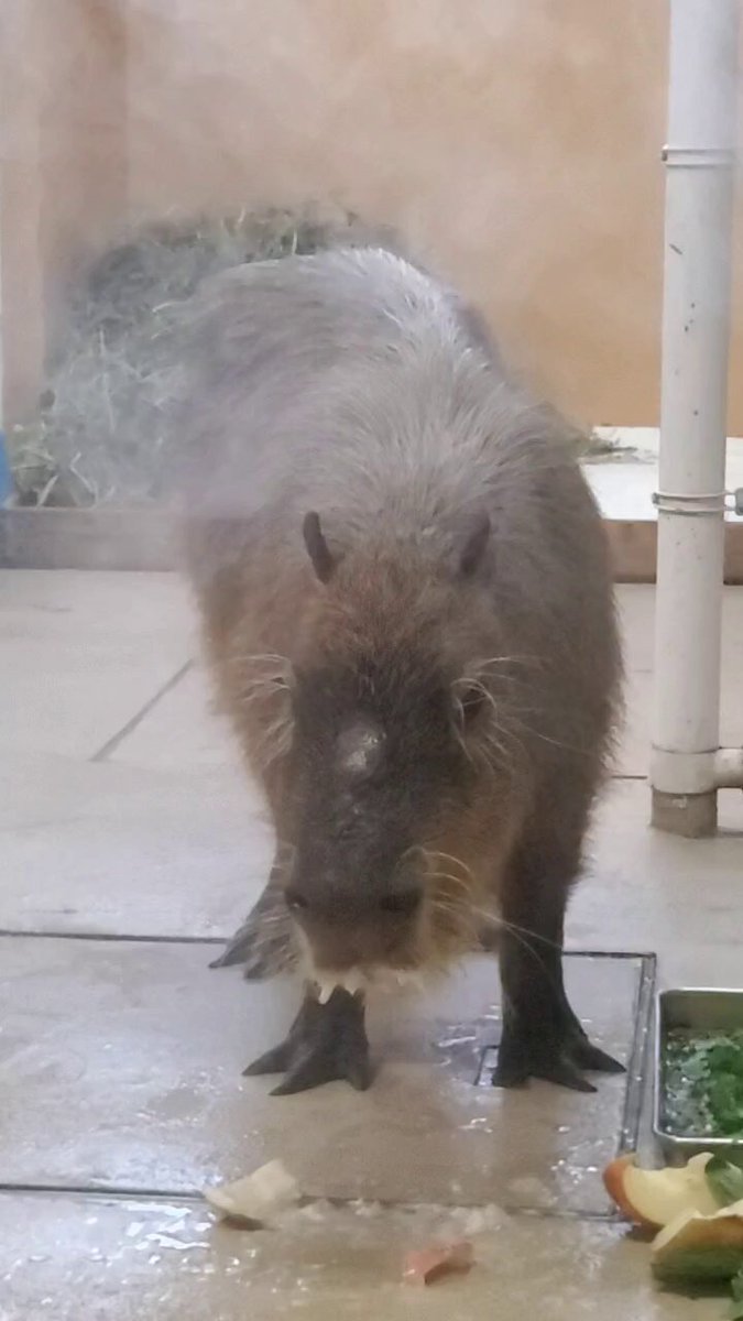 カピバラページ カピバラ - البحث / X