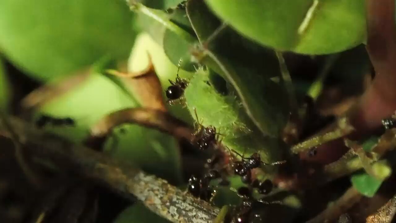 🐞🐛ひかる🕷🐝クモさんなど節足動物🕷 on X: 