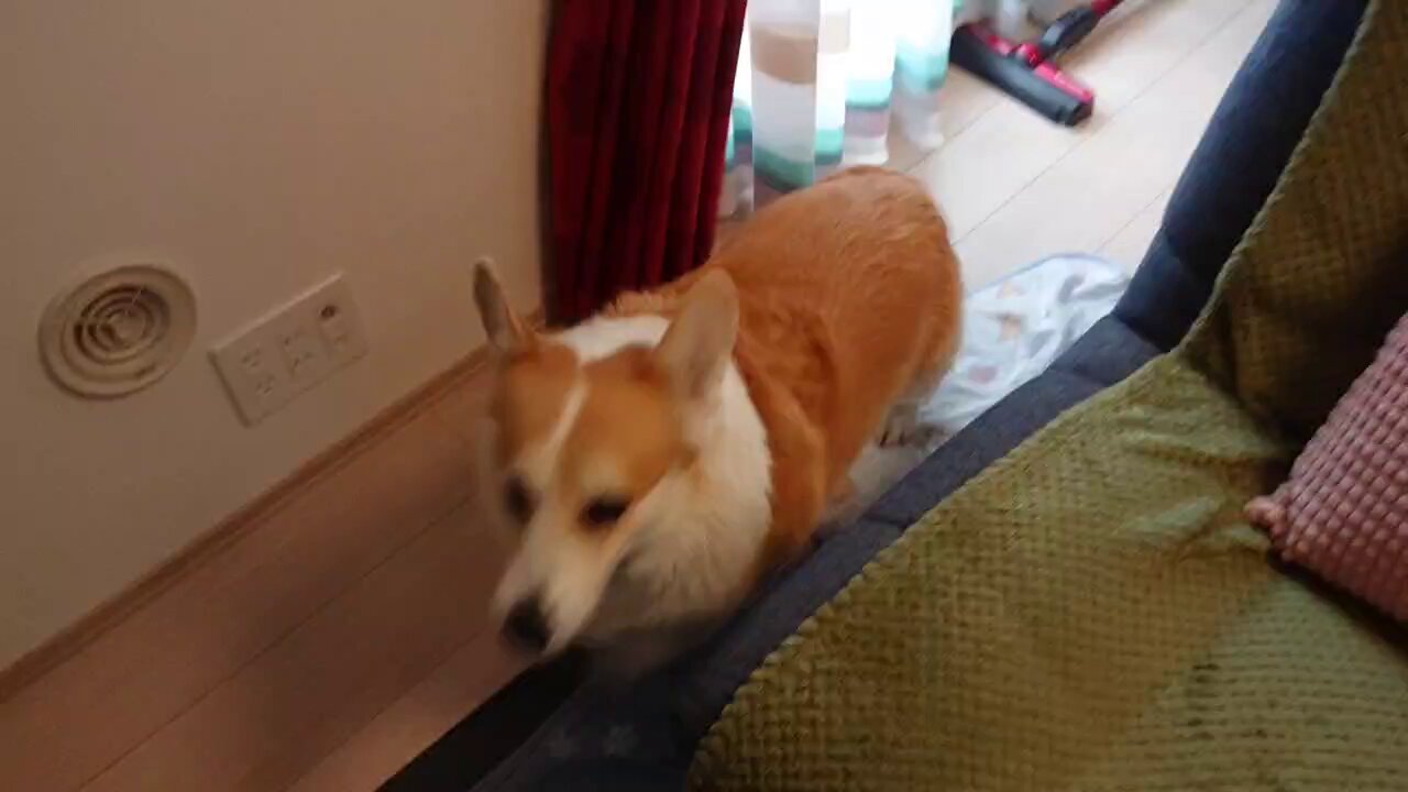 散（ちり）＆コーギーせと🐶 on X: 