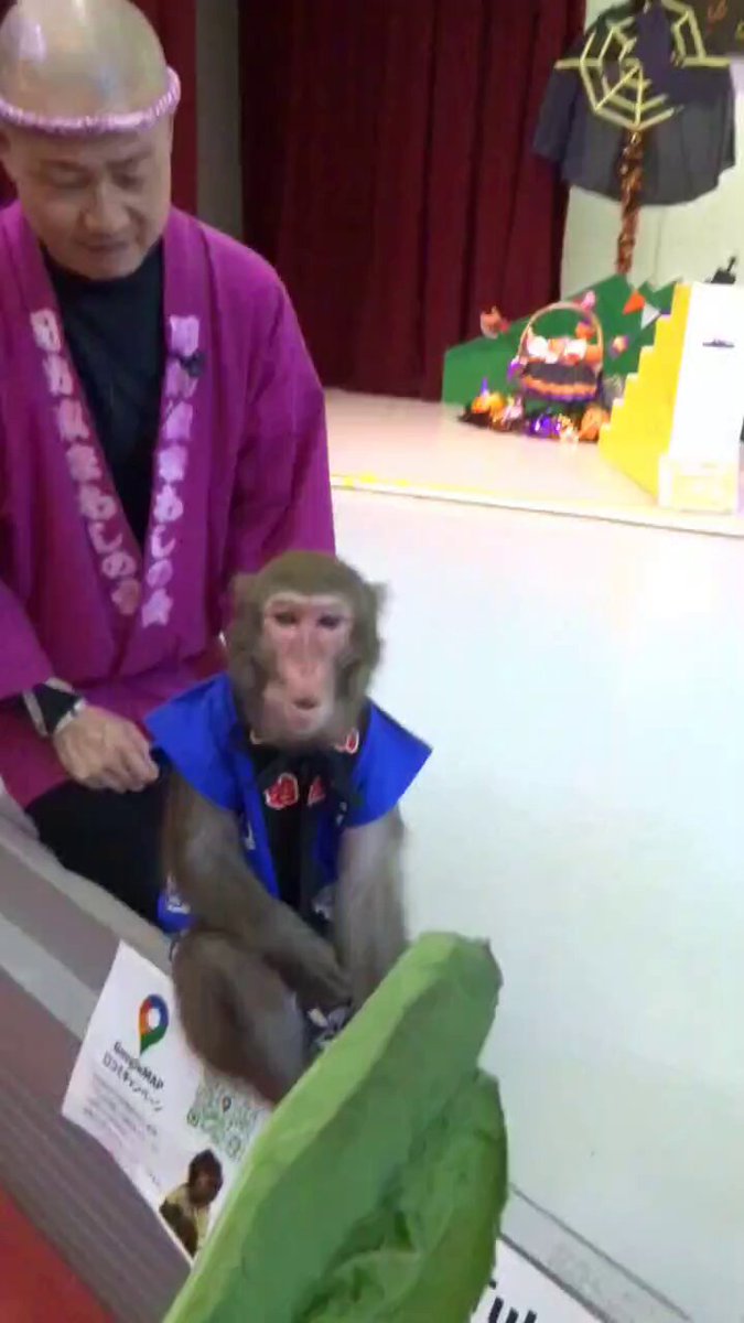 ヨピ🐵ニホンザル好き❣️ (@tZ6srI8vRuOO508) / Posts / X