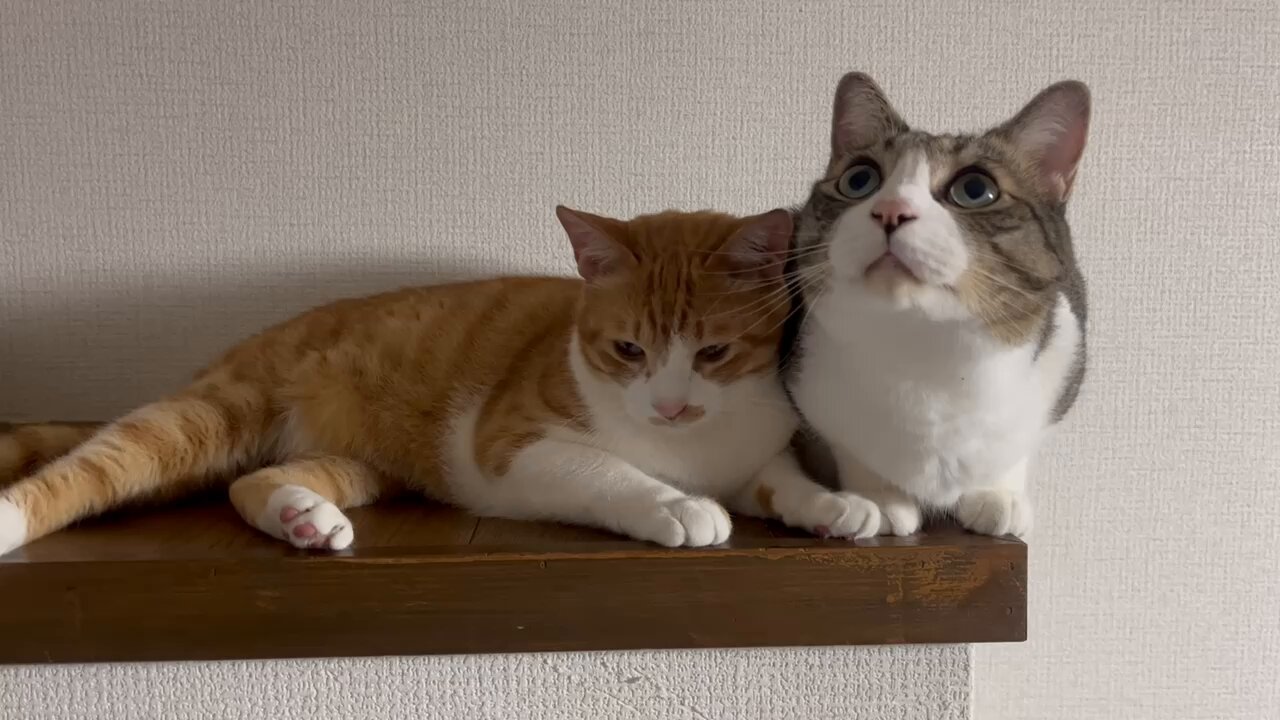 キジちゃん 26点 おまとめ 11日更新 キジ白つくしちゃんときなこ🐾 on X: 