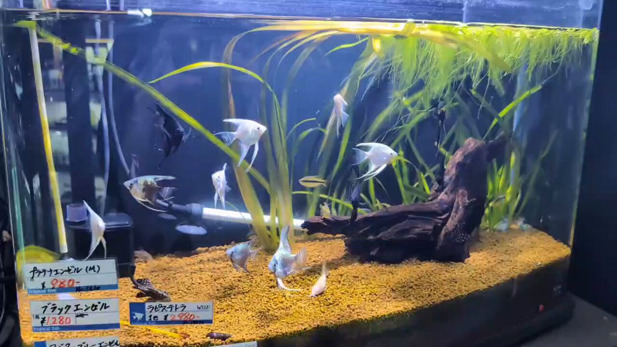 HIROSE AQUA WORKS (旧ヒロセペット） on X