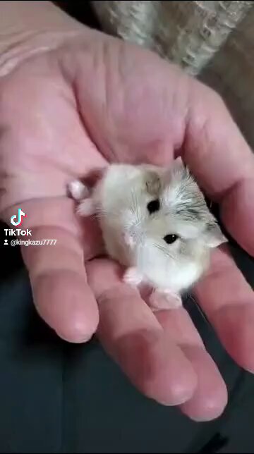 ❤️ちびちゃん❤️ まるちゃんオンライン予約受付ですよ！ Posted @withregram