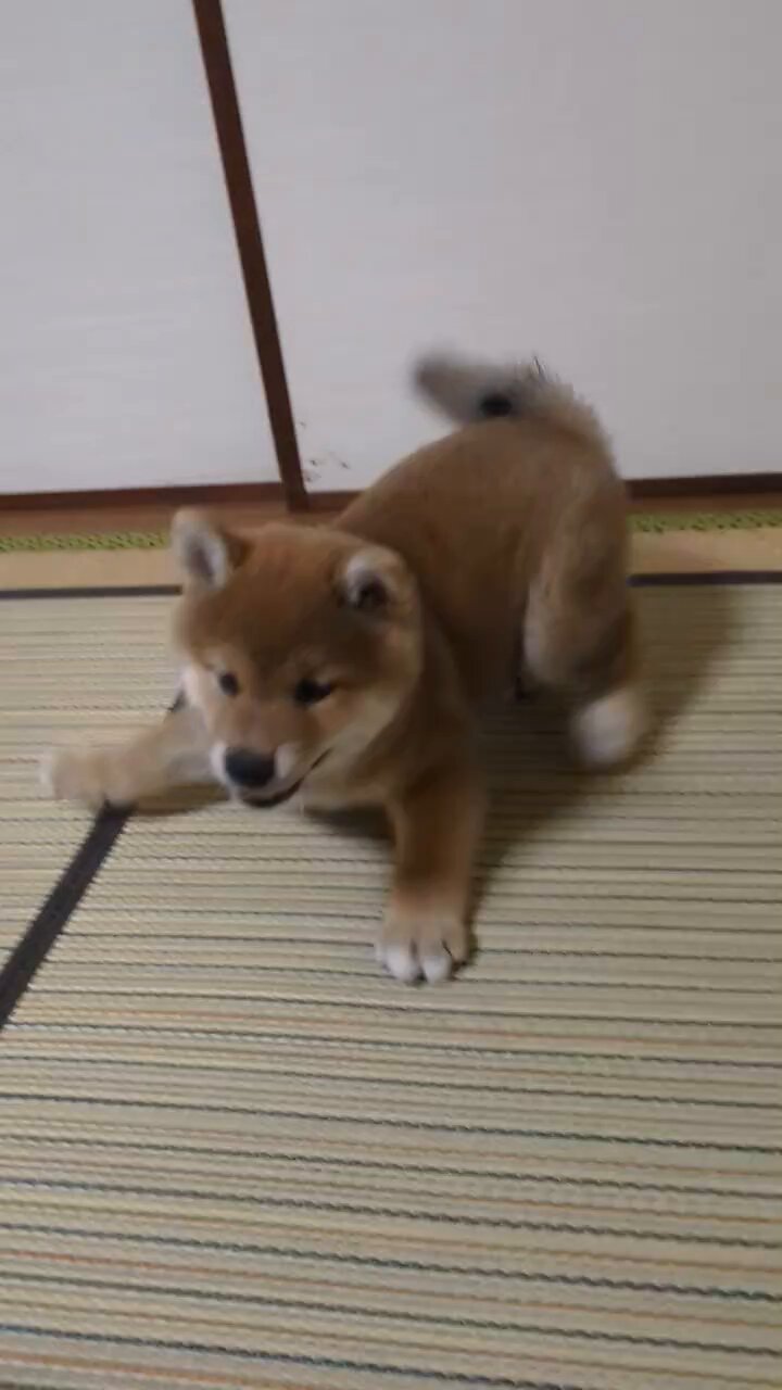 ⑲もっちー.。◦♡‬ Highlights by もっちー🌷@のだ (@xxmochy7xx) / X