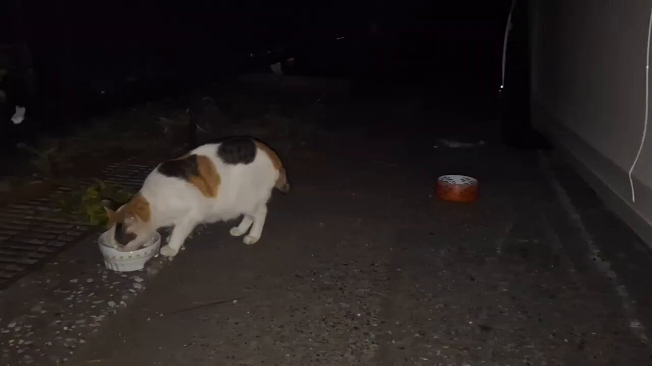 ねこしち hq720.jpg?sqp=-