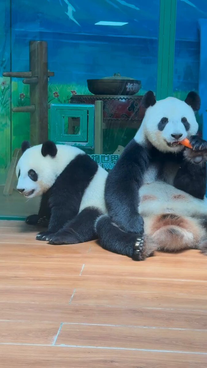 パンダはクマ パンダはクマの仲間？クマ科の動物8種類を比較 | ニッポンパンダ