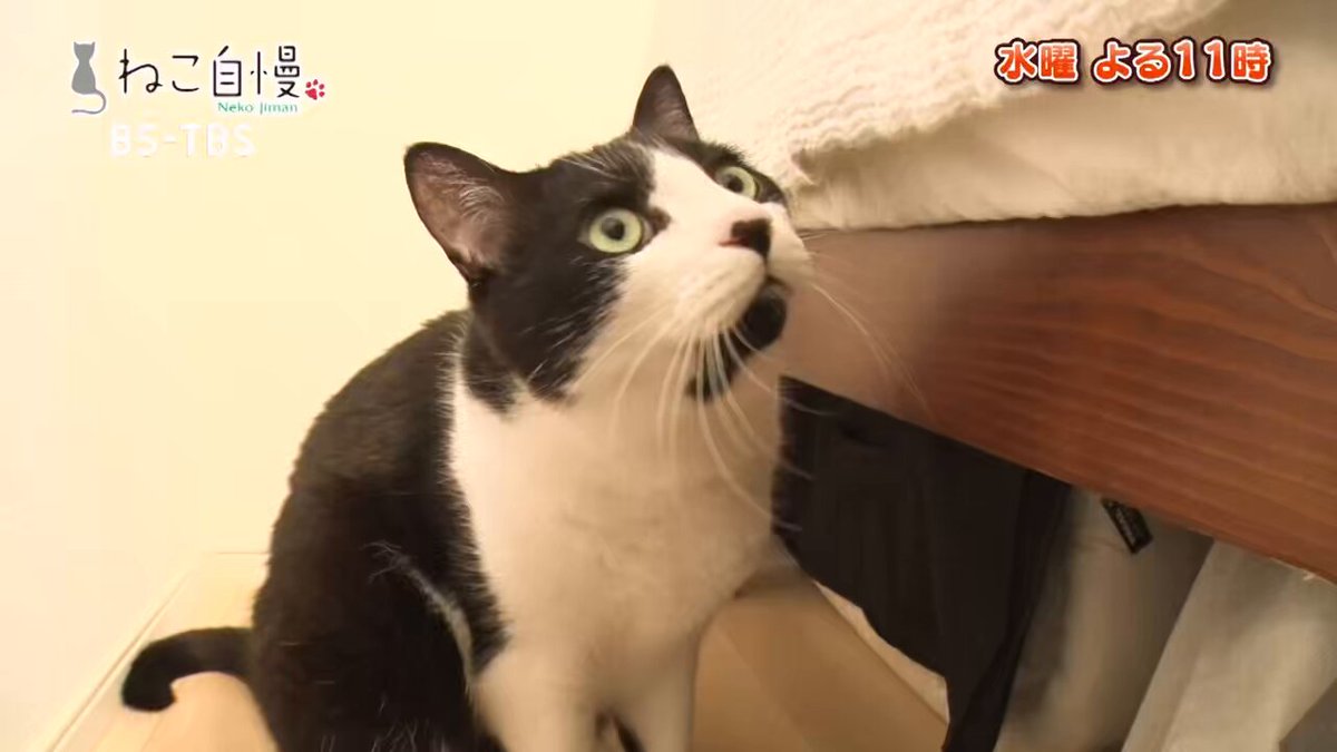 nekozuki（ねこずき）公式｜猫用品メーカー・ブランド
