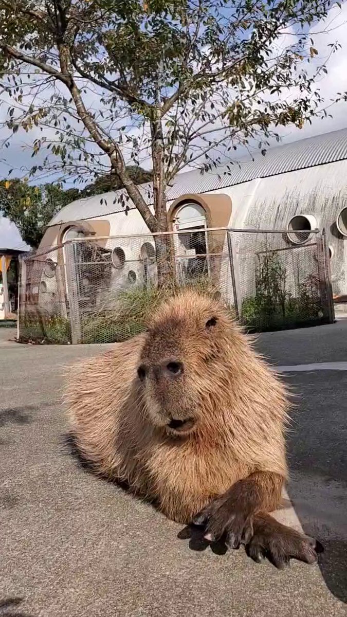 ちまちゃん (@nn930310) / X