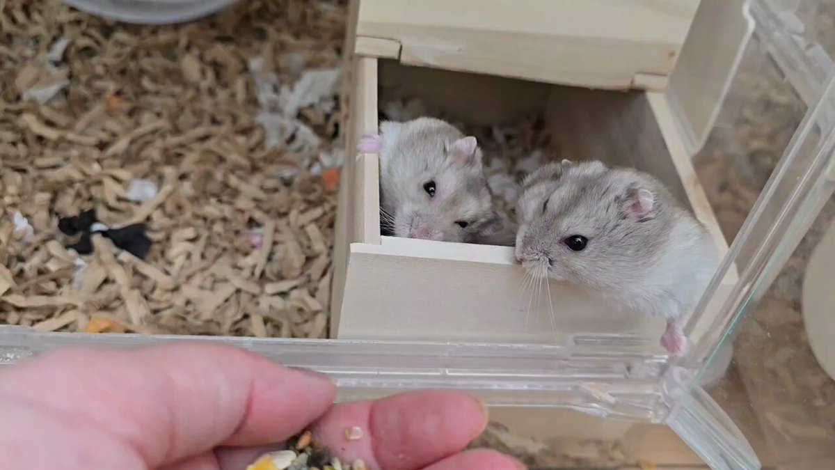 はむ@もっと！はむチラ長屋ch. (@86star2020) / X