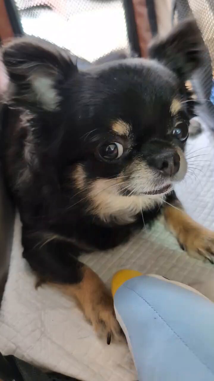 ❤️パンダ❤️ 劣差パンダ モ✕4フ済 💙💛 (@seikeipanda) / X