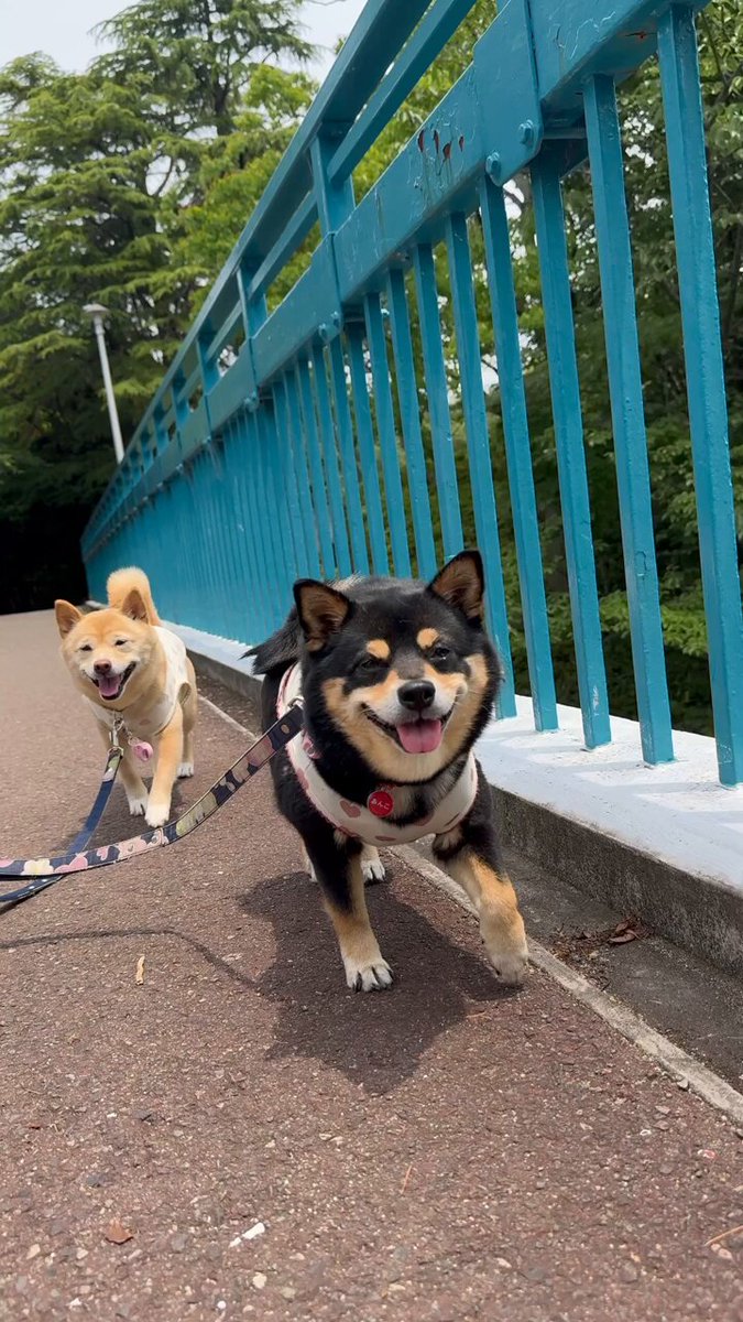 アンチノール＋ Amazon | 【動物病院推奨】【公式】アンチノール プラス 犬