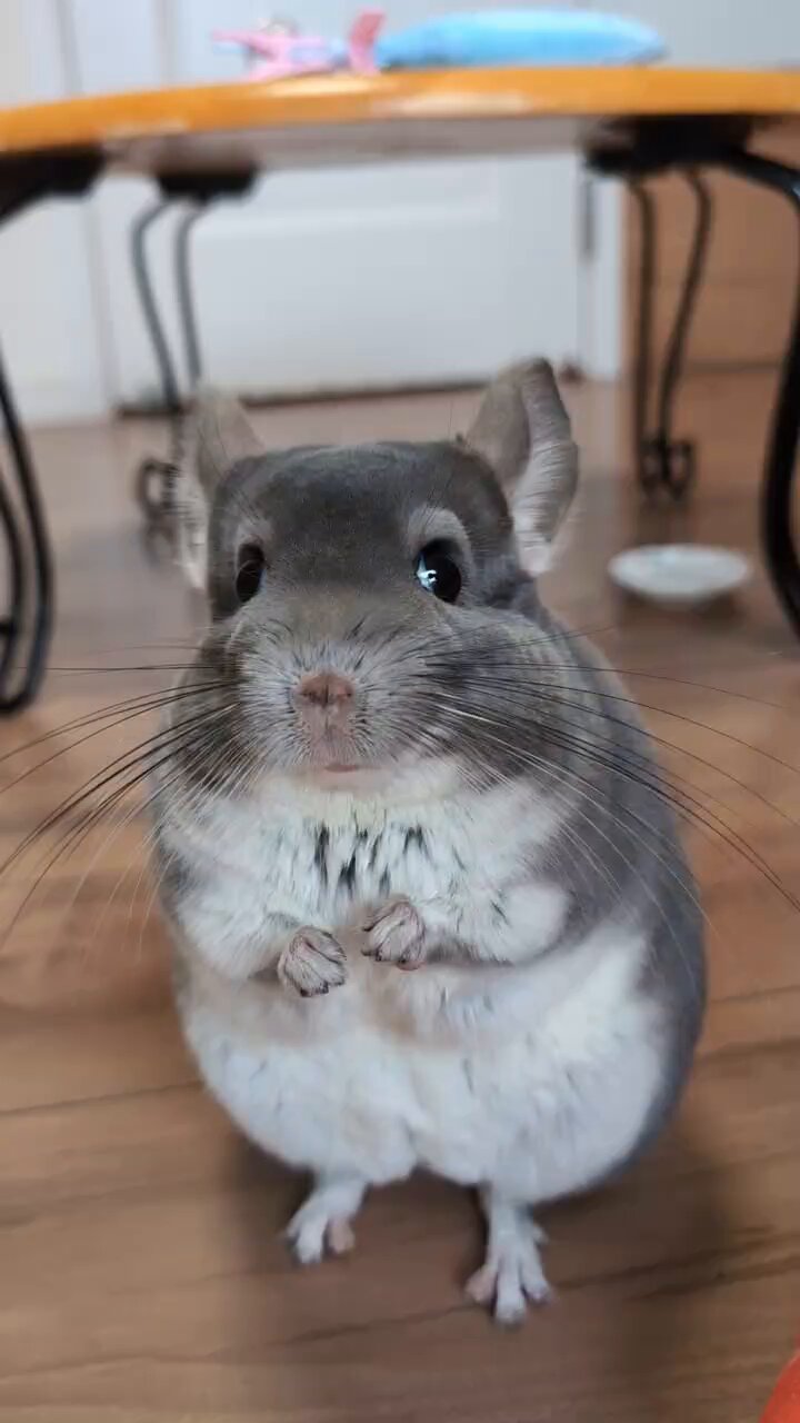 チンチラ プロフ必読‼️です❣️ コロ@チンチラ on X: 