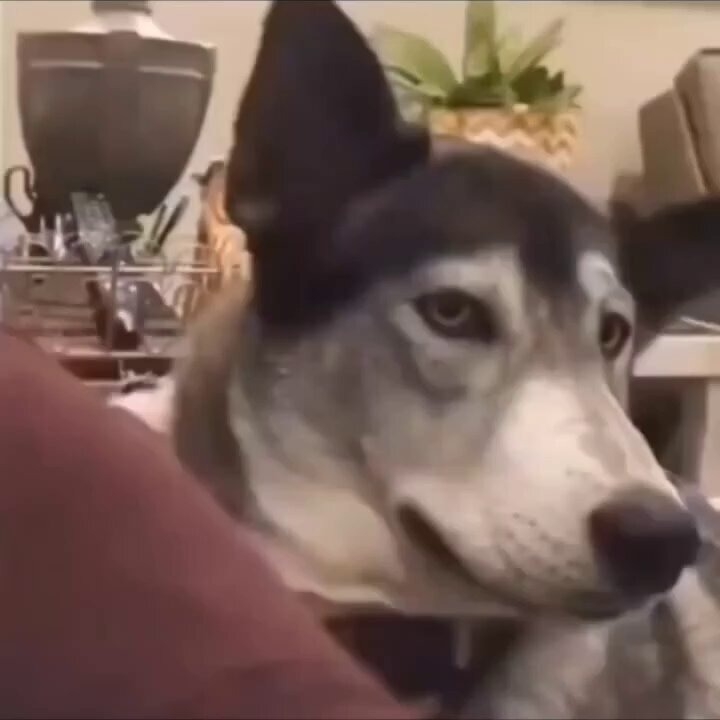 out of context dogs (@contextdogs) on X