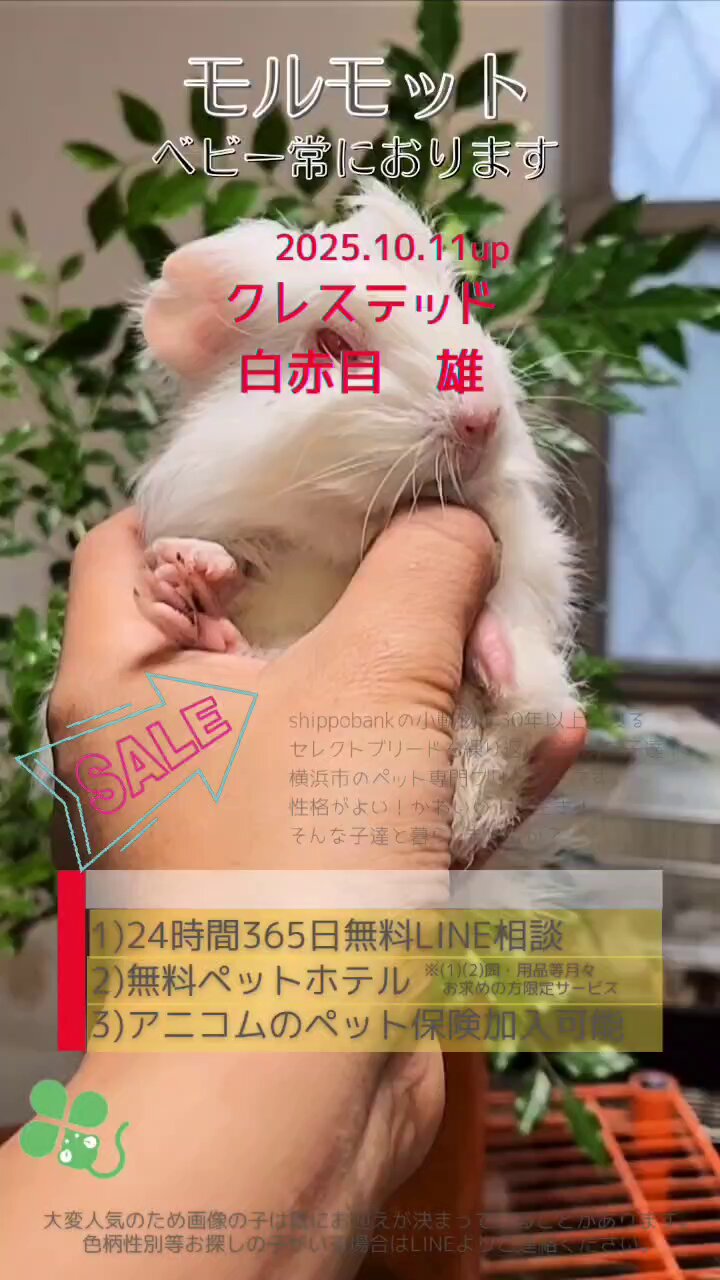 葉っぱ様】mcSisterまとめ買い依頼商品です！気付かず申し訳ご