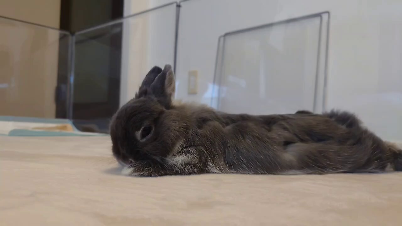 暗黒エンターテイメント　腕うさぎ　ブルー 3月31日(金)18時より抽選開始】【暗黒エンターテイメント】腕